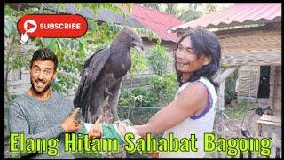 BURUNG ELANG HITAM SAHABAT BAGONG