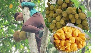 single mother - went jackfruit picking with her husband