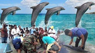 Dolphin  Here are some key facts about dolphins  dolphin treatment