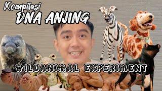 Kompilasi Experiment DNA Anjing digabung Hewan lain #wildanimalexperiment #funny #satire #animal l