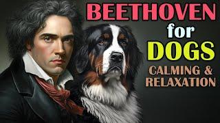 Classical Music for Dogs - Separation Anxiety Music for Dogs Beethoven for Dogs Dogs Music Therapy
