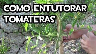 Como Guiar los Tomates o Entutoralos  Paso a Paso