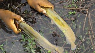 catfish catching in rainy season  fishing walking catfish