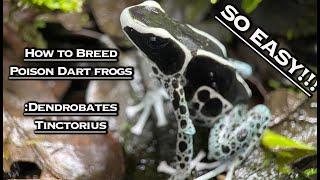 How To Breed Poison Dart Frogs Dendrobates Tinctorius