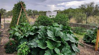 Gardening in the Arizona Desert Using Native Soil  No Fertilizer Growing Organic Vegetables