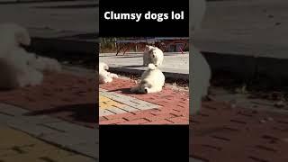 clumsy dogs lmao #shorts