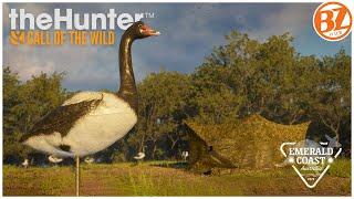 MAGPIE GOOSE HOTSPOT Is this the BEST Location?  the Hunter Call of the Wild COTW