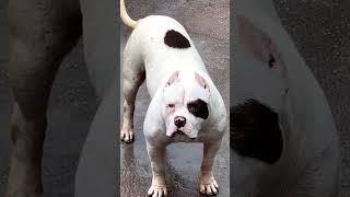 White Hulk Pitbull are agressive #attitude_whatsapp_status