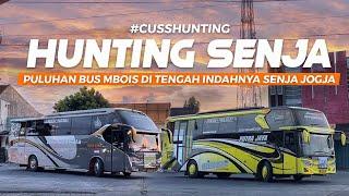  HUNTING DI INDAHNYA SENJA KOTA JOGJA   ABSEN PULUHAN BUS MBOIS YANG MASUK GIWANGAN #CussHunting