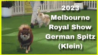 2023 Melbourne Royal Show - German Spitz Klein