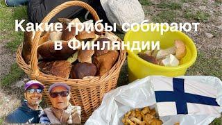 #жизньвфинляндии О лесах и грибах Финляндии #природа #грибы