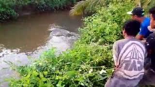 video detik detik buaya makan orang