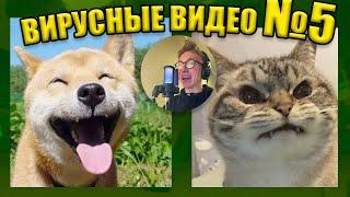 ВИРУСНЫЕ ВИДЕО  Подборка смешные моменты №5