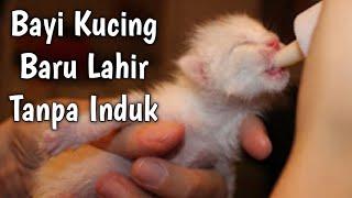 Lagi-lagi  Merawat Bayi kucing baru lahir Tanpa Induk  Kucing Yatim