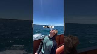 WHALE SIGHTING #whalebiology #marinewildlife #darwin200#sailingtheworld #puertomadryn #conservation