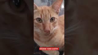 ORANGE KUCINGKU YANG LUCU             #kucing #kucingimut