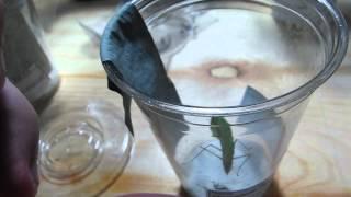 How to feed mantids