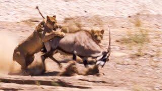 Two Lions Take on Oryx  Natural World Desert Lions  BBC Earth