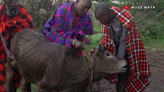 Drinking Fresh Cow Blood With The Massai Of Kenya