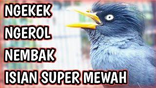 MASTERAN BURUNG JALAK GACOR  jalak kebo gacor full isian rasa suren