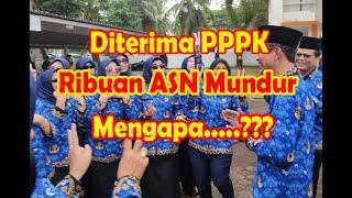 PPPK Mengundurkan Diri Mengapa?