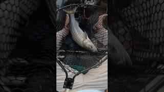 Summer Striped Bass Fishing