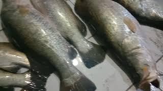Rezeki Hari ini Mancing Dapat Ikan Baramundi Ada Yang Sampai 15kg