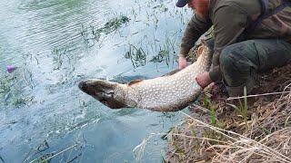 The BIGGEST River Fish Ive Ever Caught Smashed It at my Feet