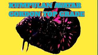 AVATAR GORDON BETTA FISH TOP GRADE 2022