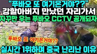 푸바오 또 여기온거야??강할아버지 만났던 자리가서 자꾸만 우는 푸바오CCTV 공개되자 실시간 1위하며 중국 난리난 이유