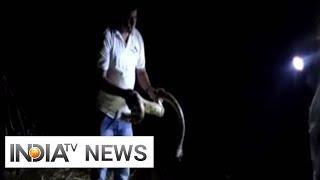 Watch Forest dept rescues 8-ft-long python in Gujarat