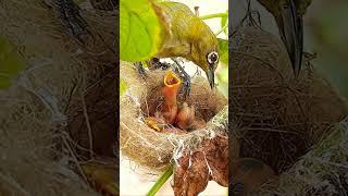 Lovely Feeding by MOther Day 3 EP 97