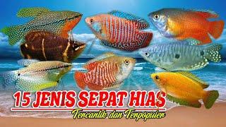 15 Jenis Ikan Sepat Hias Tercantik dan Terpopuler