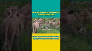 satwaliar #animals #pertarunganhewan #satwa #wildanimals #hewan #wildlife #shortvideo #shortfeed