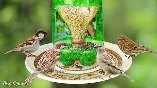 How To Make A Bird Feeder  DIY Homemade Plastic Bottle Bird Feeder