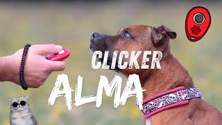 Clicker  Kliker Nedir Gerekli Midir? Köpek Eğitiminde Yeri Nedir? Kullanmak Zorunda Mıyım?