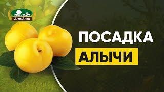 Посадка алычи весной - когда и как это лучше сделать