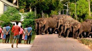 A herd of wild elephants enters a village destroys all crops and returns to the jungle.