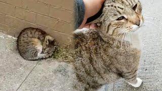 Stray Cat Couldnt Hide His Joy When a Woman Came To Take Him Home