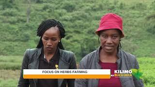 Kilimo na Biashara  Herbs farming