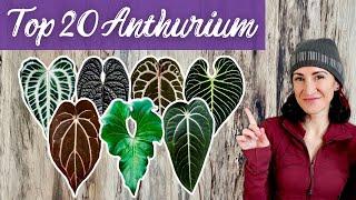 20 Anthurium Plants Youll Love My Anthurium Wishlist