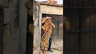 Its Difficult to Control Big Bengal Tiger  Nouman Hassan 