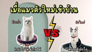 เมื่อต้องเอาแมวตัวใหม่เข้าบ้าน ทำยังไงให้น้องแมวไม่ทะเลาะกัน