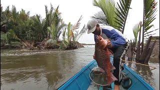 Inilah Ikan Mangrove Jack terbesar selama saya mancing joran bambu#Mancing joran bambu