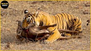 45 Horror Moments Tiger Hunting Gives You Chills - Wildlife Moments