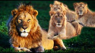 Insane Lion Army 10 Majestic Male Lions Form Unstoppable Coalition Kruger National Park#lion
