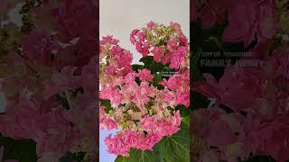 #Гортензия крупнолистная Фейзер22 июня  в нашем саду #цветы #гортензия Фейзер#