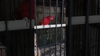 Love bird Biola PF Red  PF RF  Love bird Red Factor yang lagi hits