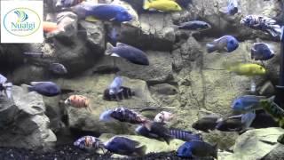 Common Fish Keeping Mistakes Part 1. Tank Talk the Podcast