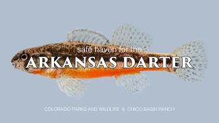 Arkansas Darter Conservation